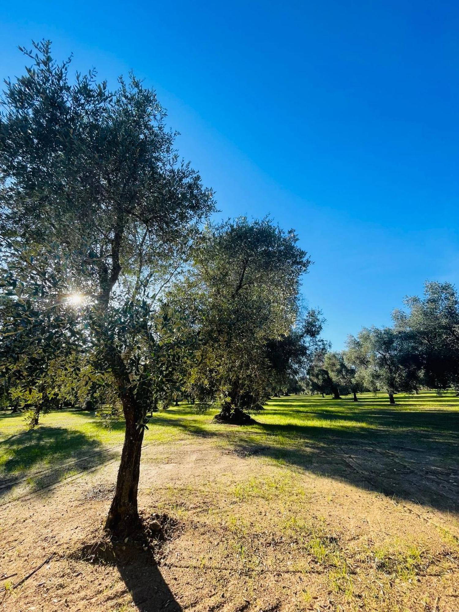 Apartamento La Nicchia Villa Castelli Exterior foto